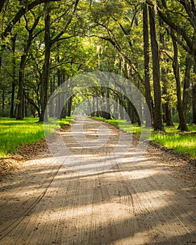 Under a Canopy of Live Oaks and Spanish Moss on Edisto Island near Charleston, SC