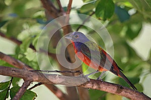 Under the Canopy (Painted Bunting)