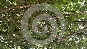 under the cherry tree