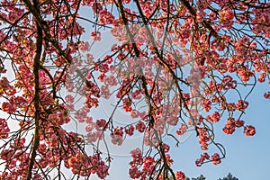 Under a cherry tree on spring with blue sky during sunrise