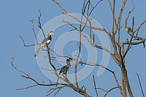 Male and Female Malabar Pied Hornbills photo