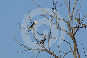 Two Malabar Pied Hornbills photo