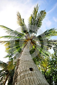 Under the coconut tree