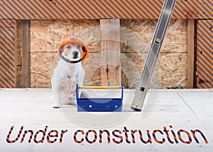 Under construction site with dog as funny builder wearing hard hat