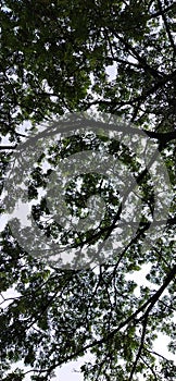 Under cool green tree and cloud