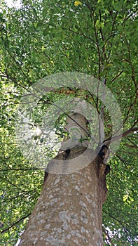 under a cool shady tree