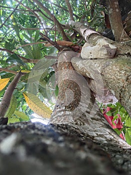 under a cool and shady tree