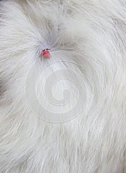 Under the fur of a cat of light color, a tick of a tick poured with blood of red color