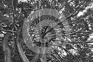 Under giant oak tree close up, natural background