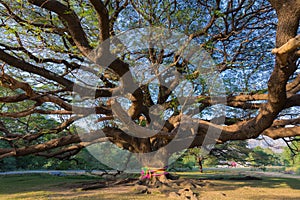 Under the Giant tree