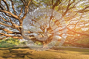 Under giant tree with sun light effect