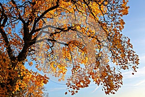 Golden foliage of tree crown by blue sky, fall season nature