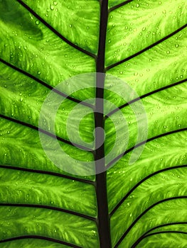 Under the green leaf with light on water drops background