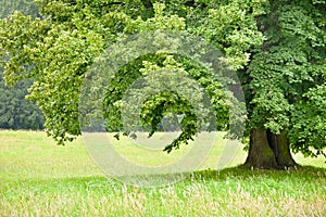 Under the green linden on a background of colorful meadows.