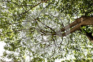 Under the green tree