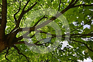 Under green tree against sunlight in forest