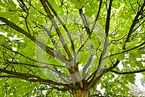 Under green tree against sunlight in forest