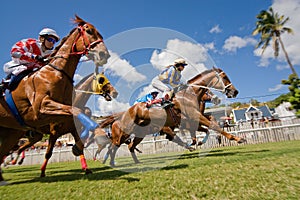 Under the horses