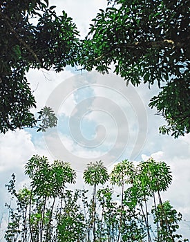 Under the hot sun cassava tree with green leaveas photo