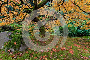 Under the Japanese Mape Tree in Fall Season