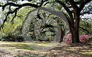 Under the majestic Oak trees at Jungle Gardens, Avery Island, Louisiana