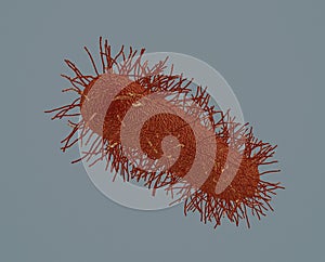 Under the microscope, ciliated bacterium