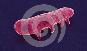 Under the microscope, salmonella bacterium photo