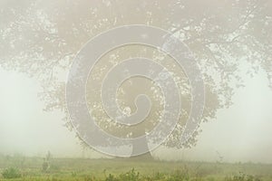 Under misty Oak tree on cold morning