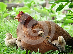 Under mum`s wing - Close up of mother hen with three cute chicks under her wing and one beside her sitting on grass