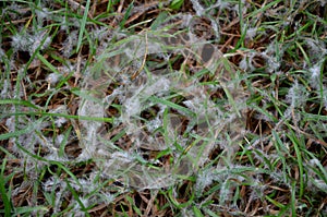 Under the name of snow mold, diseases of the lawn, occurring in winter and spring. Excess organic matter, snow on