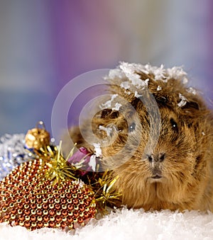 Under the Northern Lights.