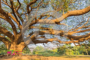 Under the old big giant tree