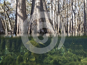 Under and over the water view of cypress trees