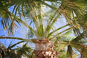 Under a Palm Tree