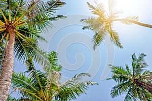 Under palm trees view, sunny day in tropic island