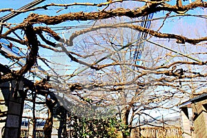 Under a pergola of leafless grapevine branches, plants supported by poles.