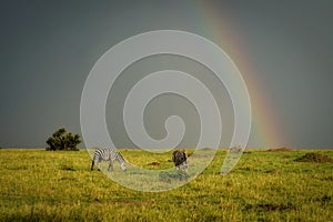Under the rainbow - Zebras in the savanna