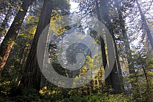 Under the redwood trees in the Redwood Natianol Park, California, USA, back light photography