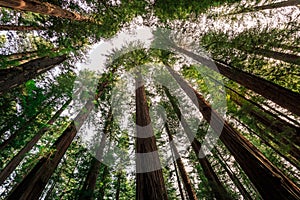 Under the Redwood Trees, Redwoods National & State Parks California photo