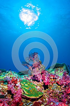 Under the sea at Similan,North Andaman Sea Thailand.