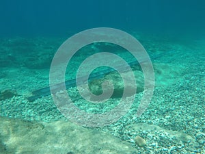 Under the sea stars water  amazing