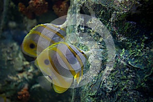 Under sea water beautiful marine life swimming in coral and roack area