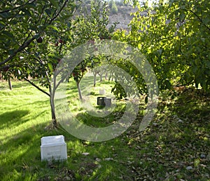 Under the Shade of an Apple Orchard in the Afternoon at Harvest Time