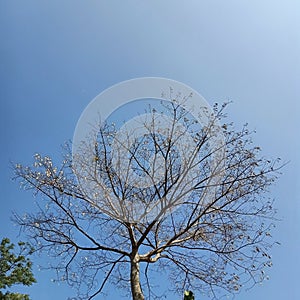 Under the shade of a melodious tree that sheds his leaves during the dry season