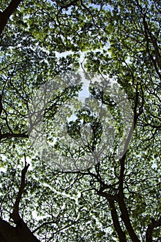 Under the shade of the Rain tree