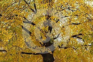 Under the shade of tall trees in autumn, Switzerland photo