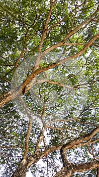 Under the shade of a tree