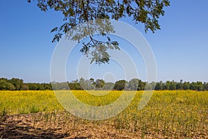 Under the shades of Rain Tree with yellow fields of Crotalaria junceasunn hemp in the distance.