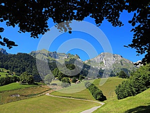 Under shady canopy in Alpine scenery at summer