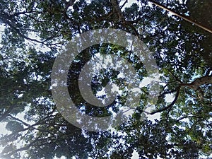 under a shady tree with a cool breeze